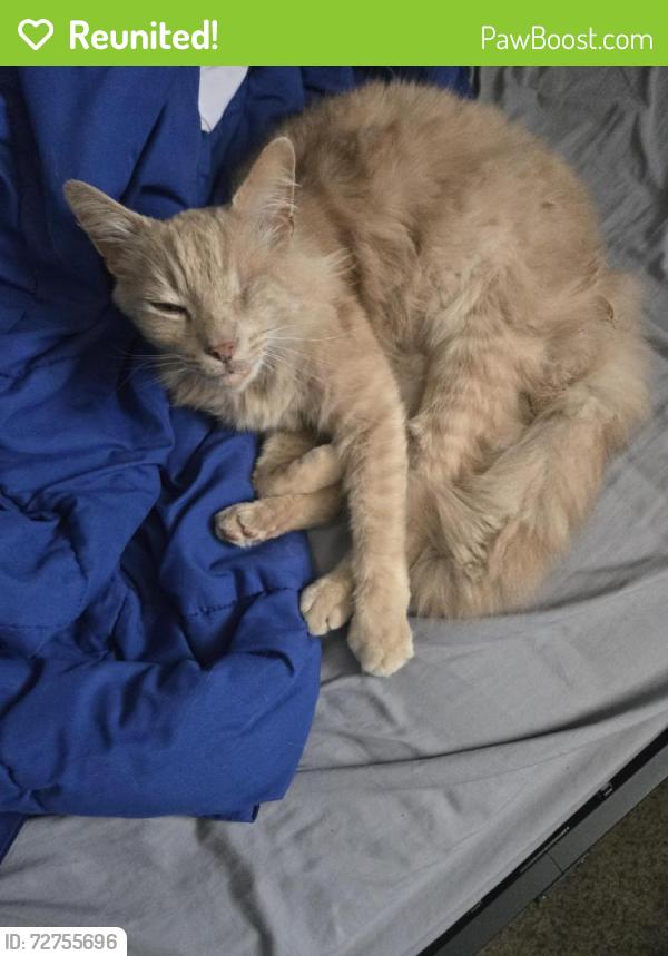 Reunited Male Cat last seen Oak Street and Walnut Street, Alameda, CA 94501