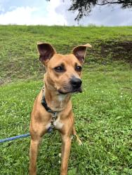 Found/Stray Male Dog last seen O'reilly's on gallatin in madison, Nashville, TN 37115