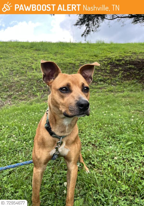 Found/Stray Male Dog last seen O'reilly's on gallatin in madison, Nashville, TN 37115