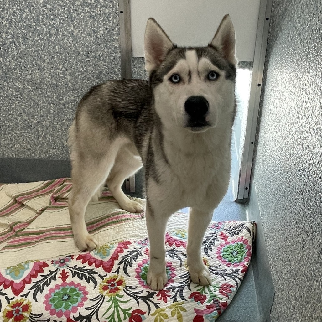 Shelter Stray Male Dog last seen , Hawthorne, CA 90250
