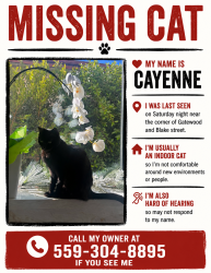 Lost Female Cat last seen Gatewood St and Blake St , Los Angeles, CA 90031