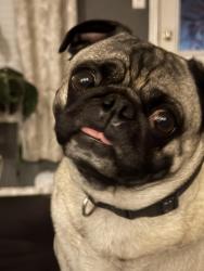 Lost Male Dog last seen Malmasion, Killeen, TX 76542