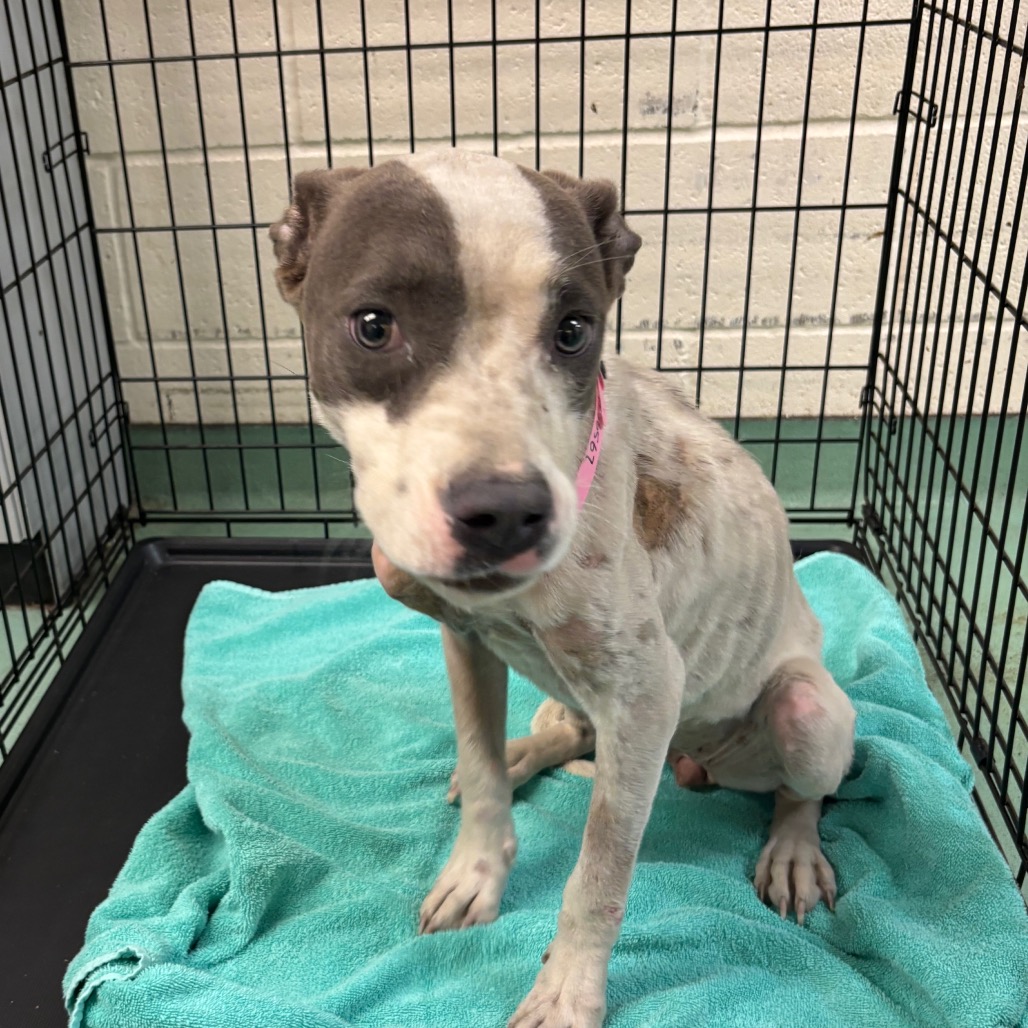 Shelter Stray Female Dog last seen , Memphis, TN 38133