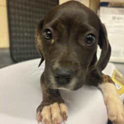 Shelter Stray Female Dog last seen , Memphis, TN 38133