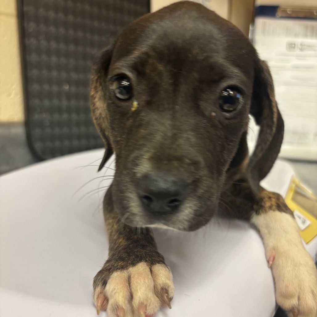 Shelter Stray Female Dog last seen , Memphis, TN 38133