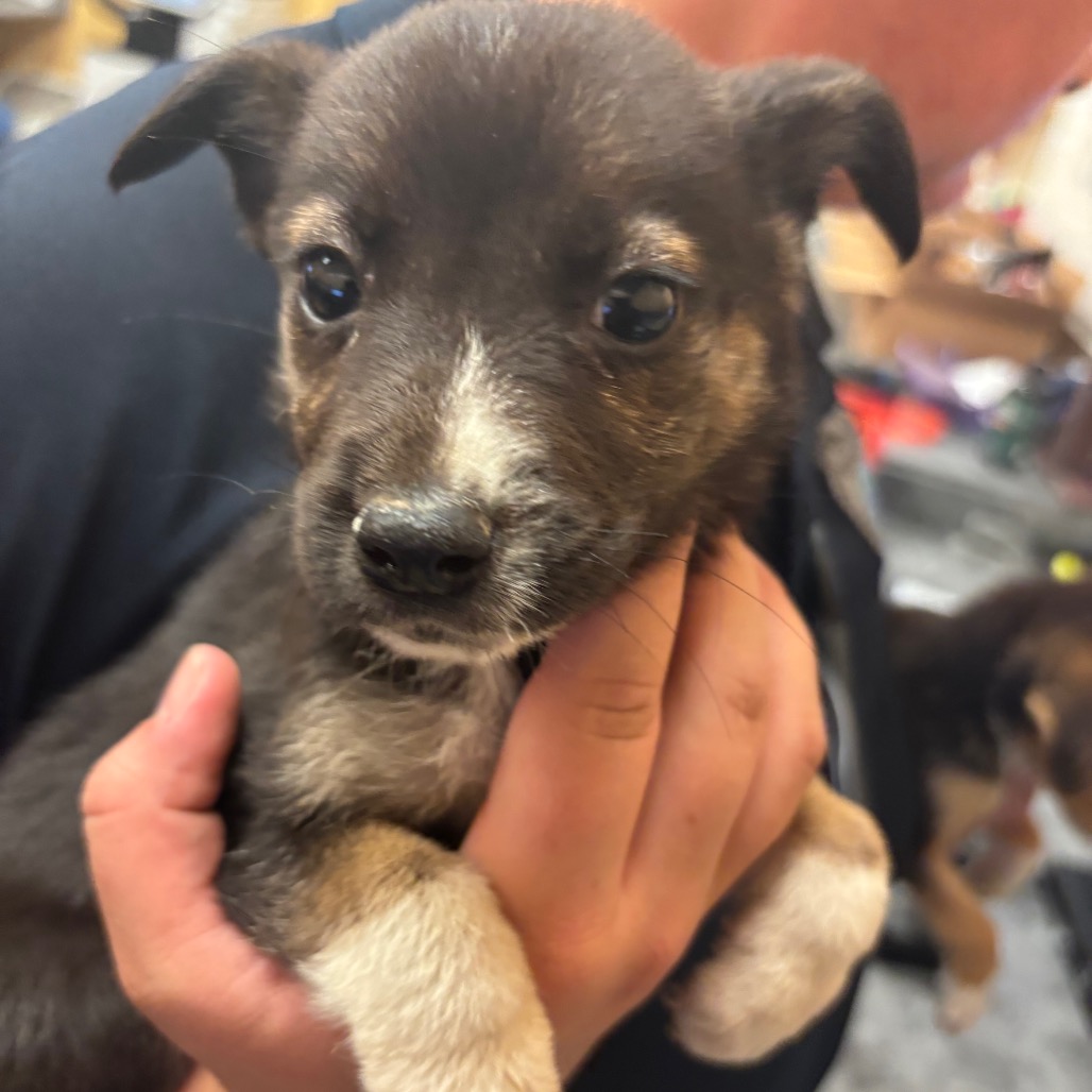 Shelter Stray Female Dog last seen , Memphis, TN 38133