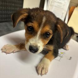 Shelter Stray Female Dog last seen , Memphis, TN 38133