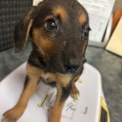 Shelter Stray Female Dog last seen , Memphis, TN 38133