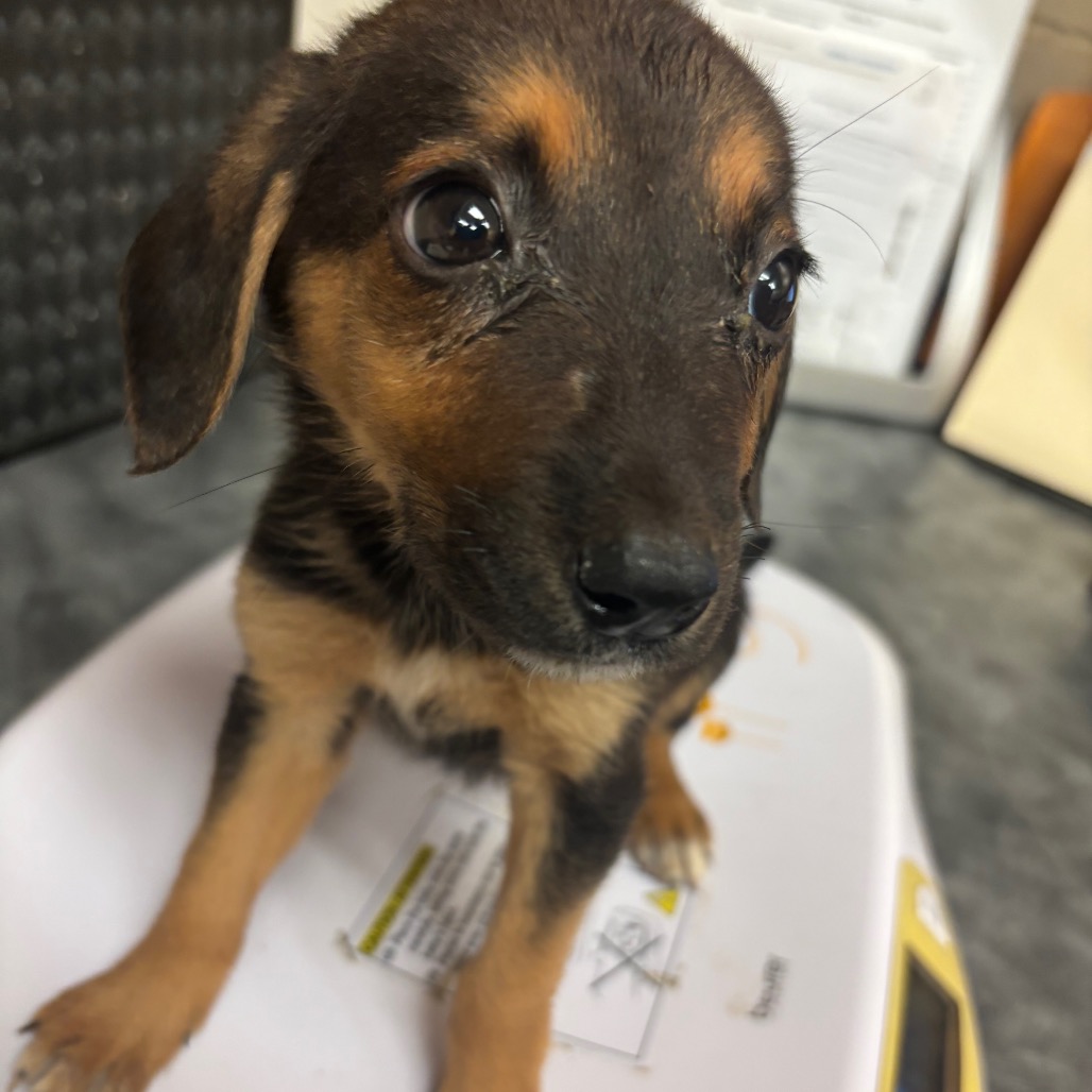 Shelter Stray Female Dog last seen , Memphis, TN 38133