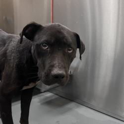 Shelter Stray Male Dog last seen , Memphis, TN 38133