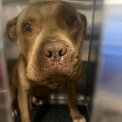 Shelter Stray Male Dog last seen , Memphis, TN 38133