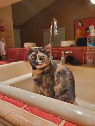 Lost Female Cat last seen Last seen in our hse at Us 41 service road lot#13A, walked out of an open door that shouldn’t have been open in the middle of the night., Lutz, FL 33549