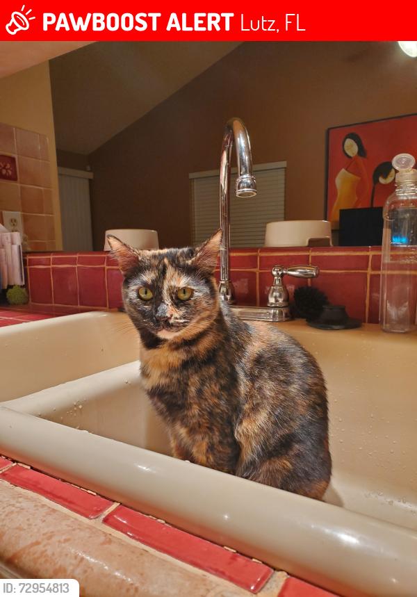Lost Female Cat last seen Last seen in our hse at Us 41 service road lot#13A, walked out of an open door that shouldn’t have been open in the middle of the night., Lutz, FL 33549