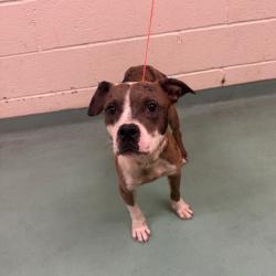 Shelter Stray Male Dog last seen , Memphis, TN 38133