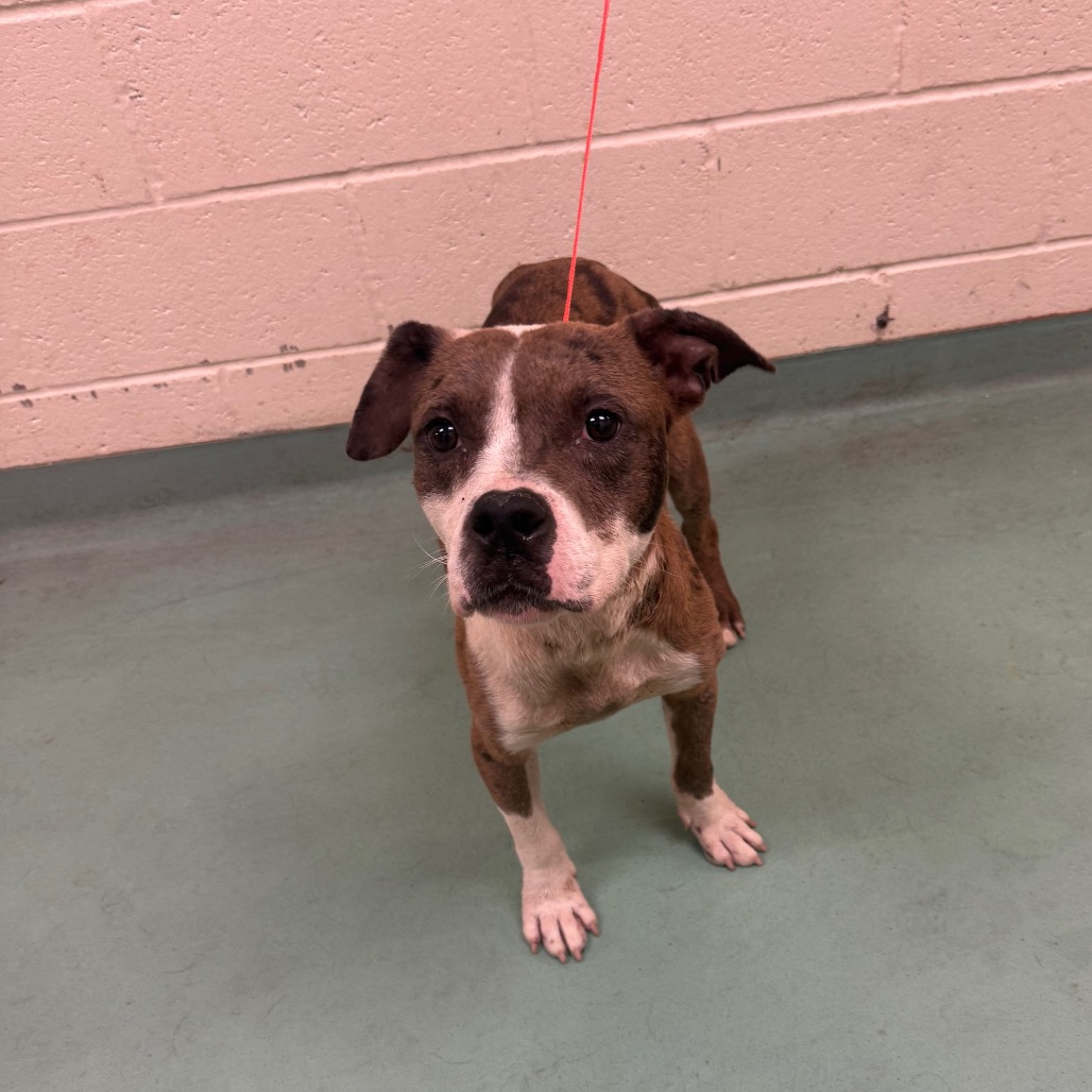 Shelter Stray Male Dog last seen , Memphis, TN 38133