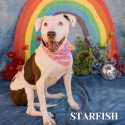 Shelter Stray Female Dog last seen , Philadelphia, PA 19140