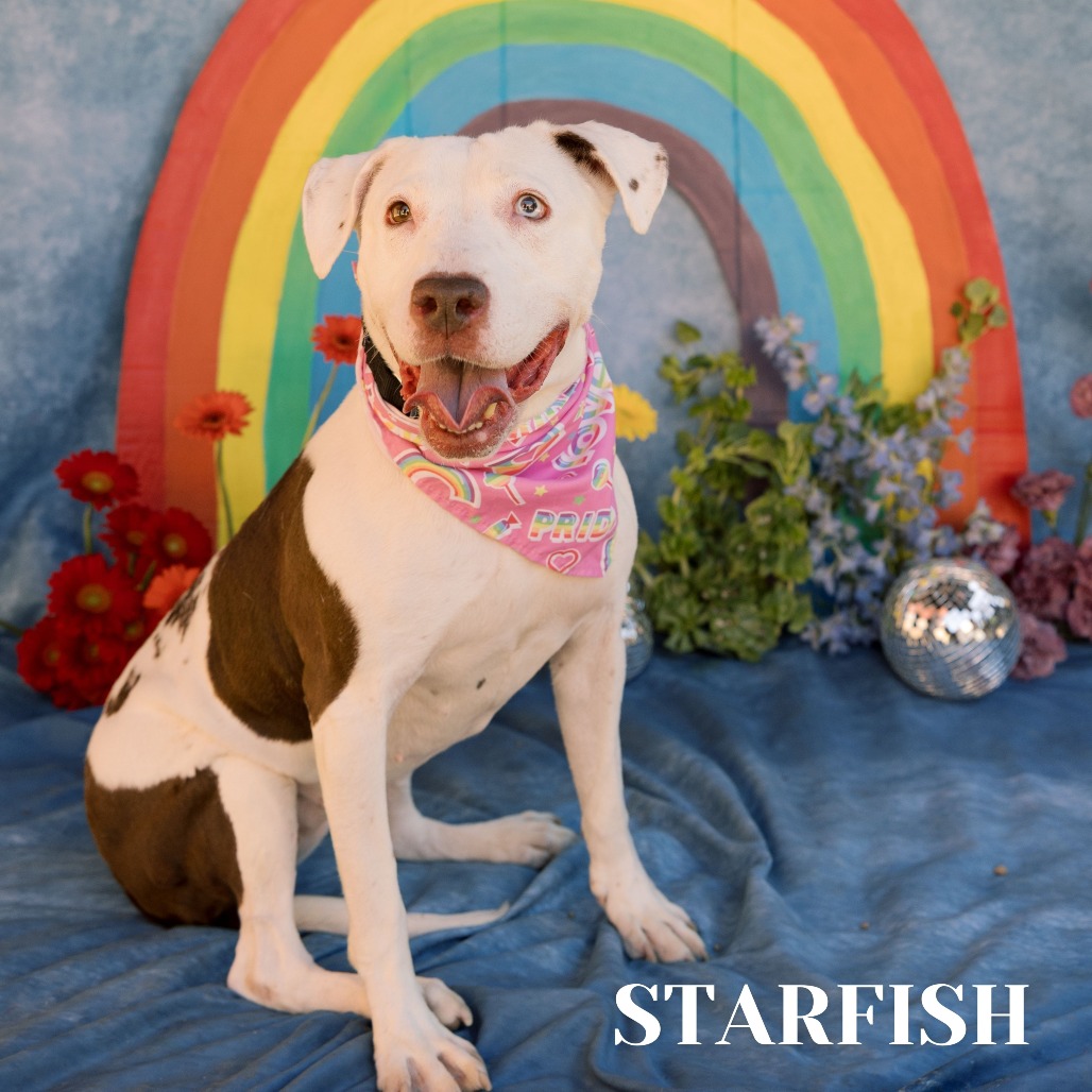 Shelter Stray Female Dog last seen , Philadelphia, PA 19140