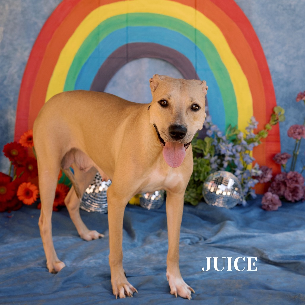 Shelter Stray Female Dog last seen , Philadelphia, PA 19140