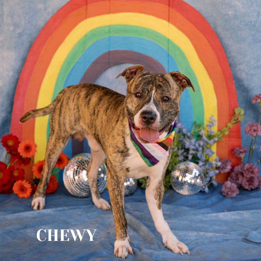 Shelter Stray Male Dog last seen , Philadelphia, PA 19140