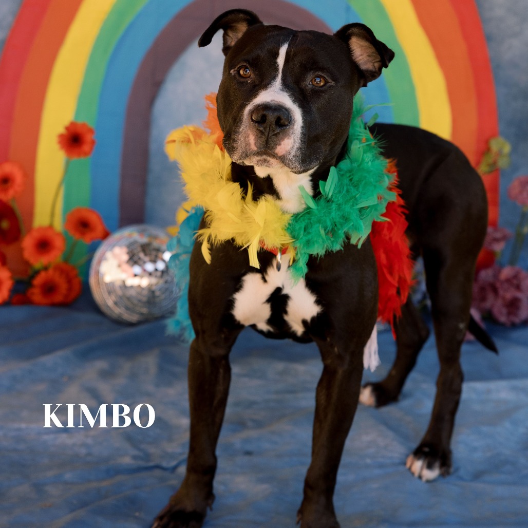 Shelter Stray Male Dog last seen , Philadelphia, PA 19140