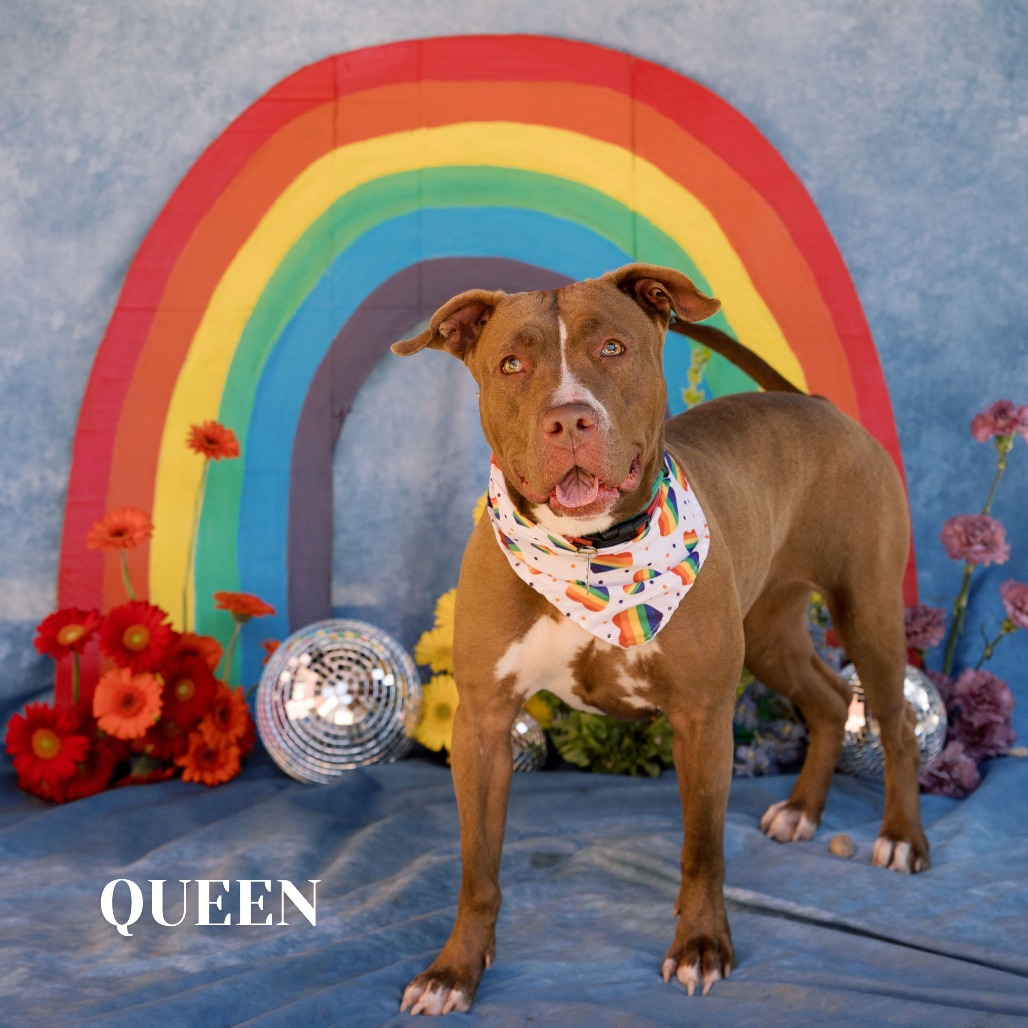 Shelter Stray Female Dog last seen , Philadelphia, PA 19140