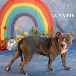 Shelter Stray Female Dog last seen , Philadelphia, PA 19140