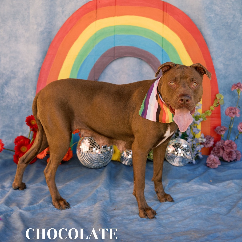 Shelter Stray Female Dog last seen , Philadelphia, PA 19140