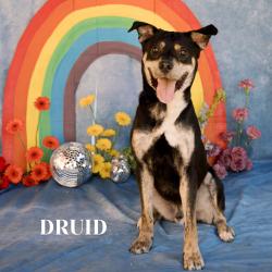 Shelter Stray Male Dog last seen , Philadelphia, PA 19140