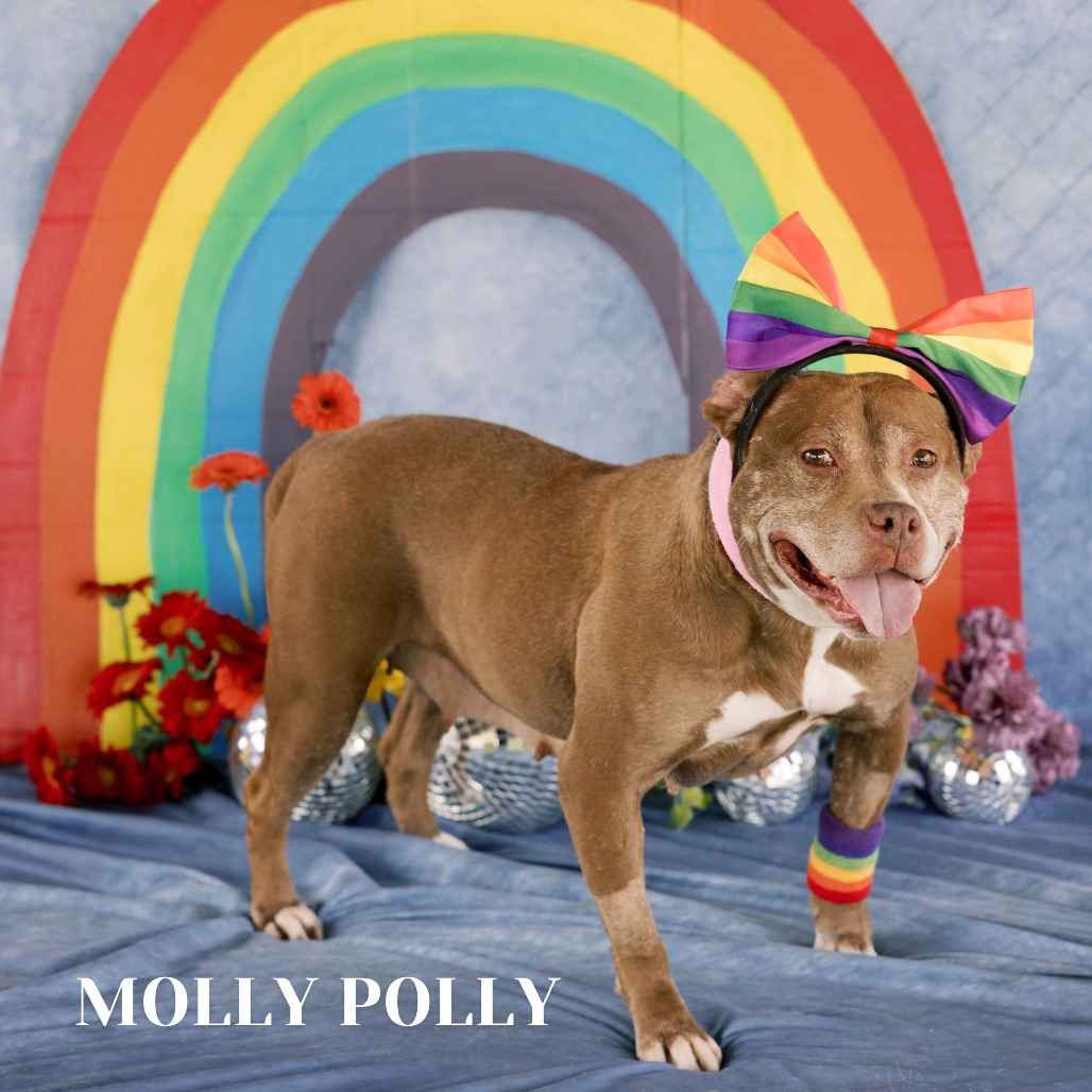 Shelter Stray Female Dog last seen , Philadelphia, PA 19140