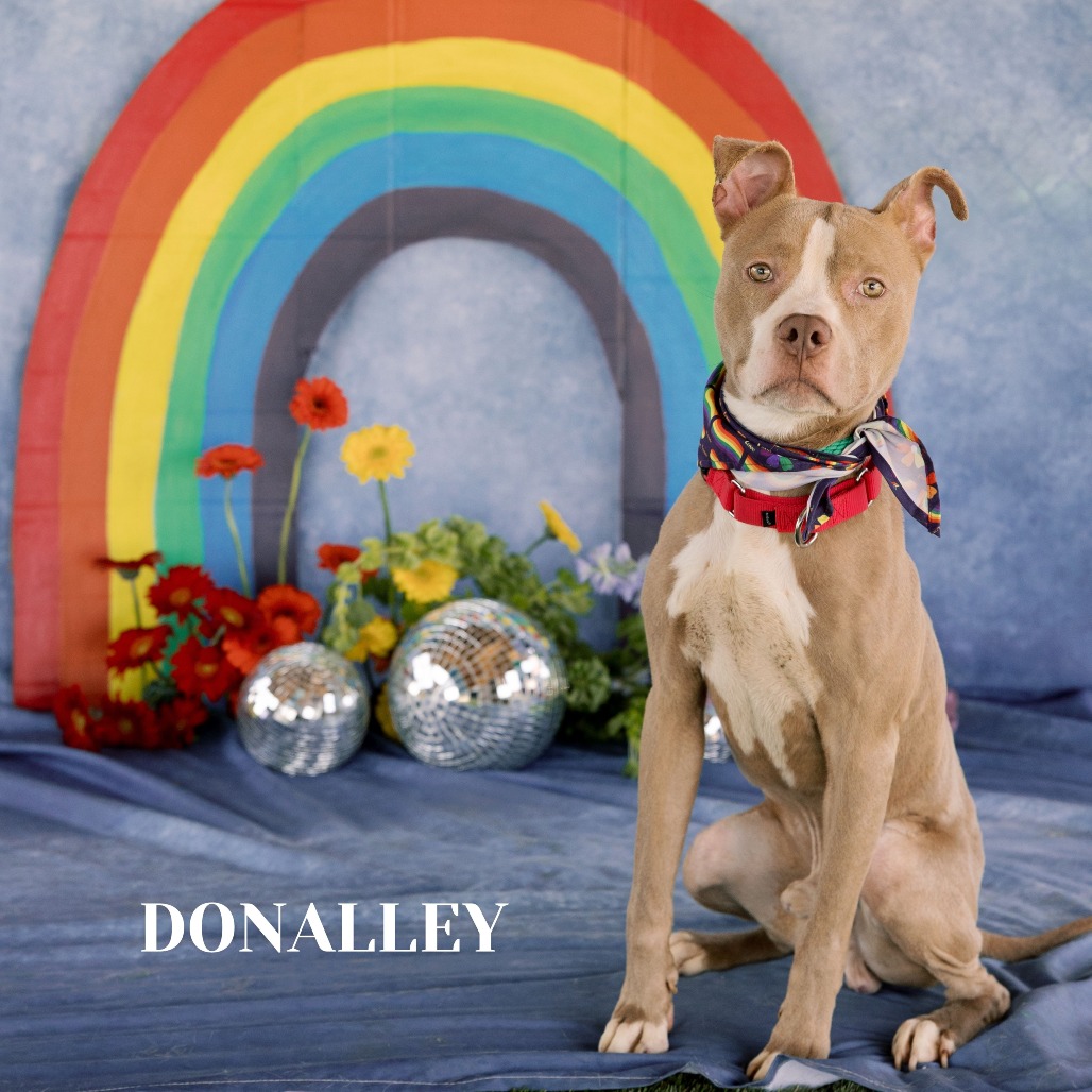 Shelter Stray Male Dog last seen , Philadelphia, PA 19140