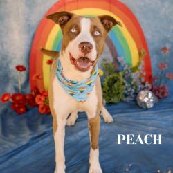 Shelter Stray Male Dog last seen , Philadelphia, PA 19140