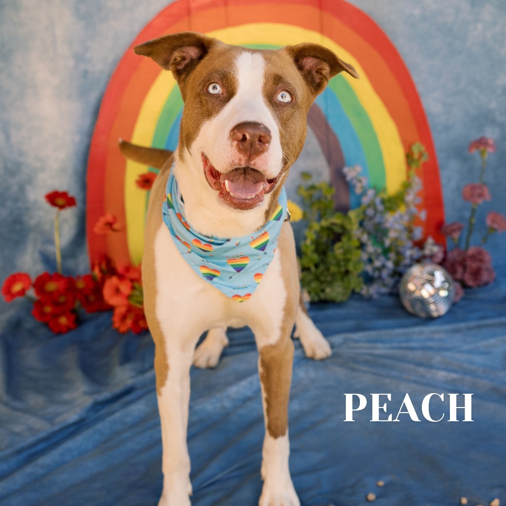 Shelter Stray Male Dog last seen , Philadelphia, PA 19140