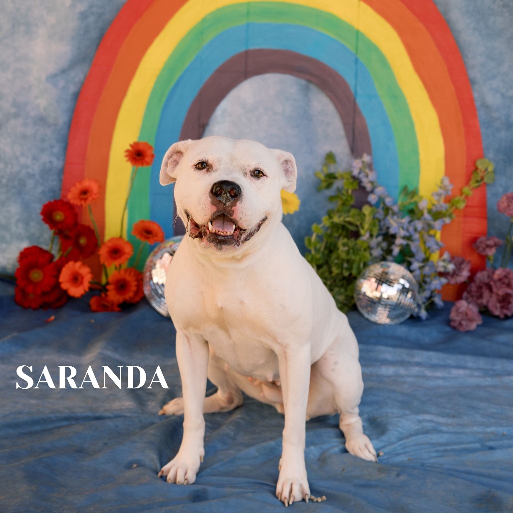 Shelter Stray Female Dog last seen , Philadelphia, PA 19140