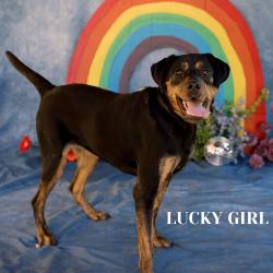 Shelter Stray Female Dog last seen , Philadelphia, PA 19140