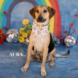 Shelter Stray Female Dog last seen , Philadelphia, PA 19140
