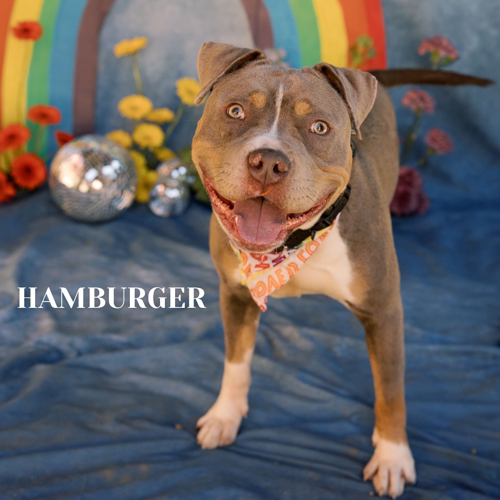 Shelter Stray Male Dog last seen , Philadelphia, PA 19140