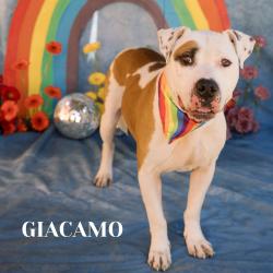 Shelter Stray Male Dog last seen , Philadelphia, PA 19140