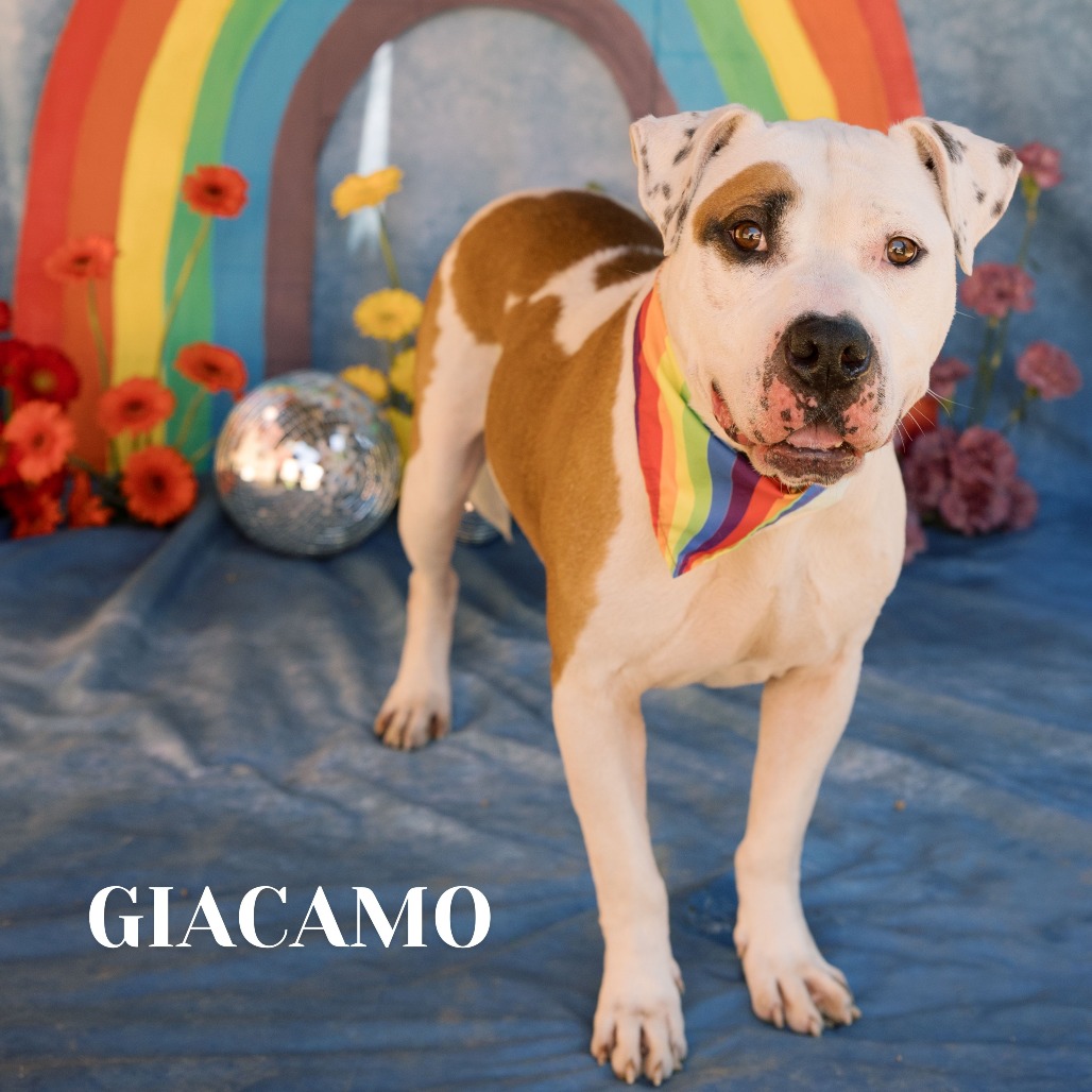 Shelter Stray Male Dog last seen , Philadelphia, PA 19140
