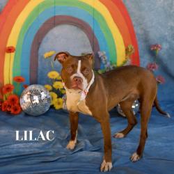 Shelter Stray Female Dog last seen , Philadelphia, PA 19140