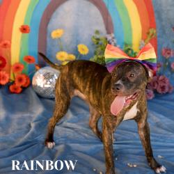 Shelter Stray Female Dog last seen , Philadelphia, PA 19140