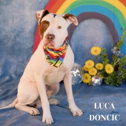 Shelter Stray Male Dog last seen , Philadelphia, PA 19140