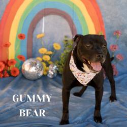 Shelter Stray Male Dog last seen , Philadelphia, PA 19140