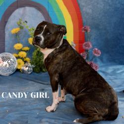 Shelter Stray Female Dog last seen , Philadelphia, PA 19140