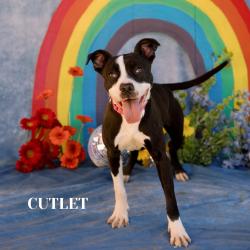 Shelter Stray Male Dog last seen , Philadelphia, PA 19140