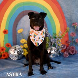 Shelter Stray Female Dog last seen , Philadelphia, PA 19140