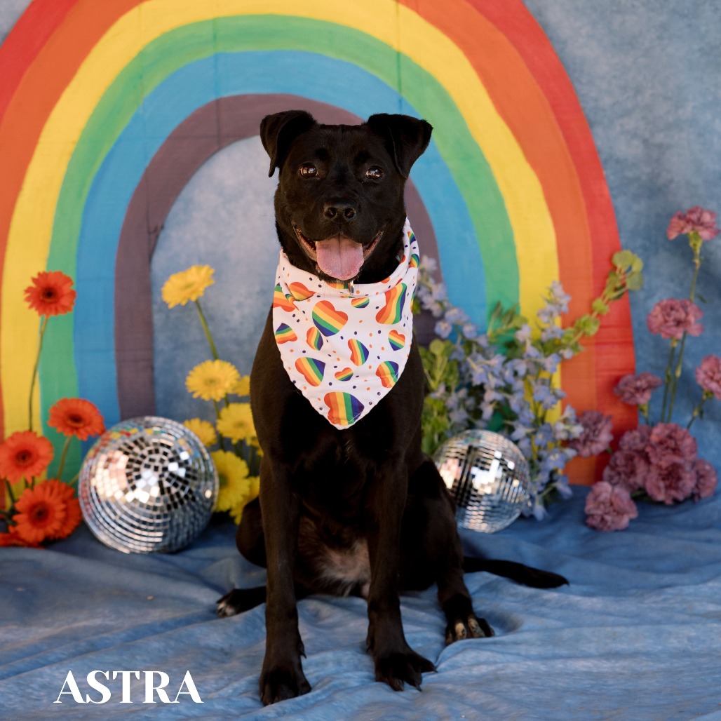 Shelter Stray Female Dog last seen , Philadelphia, PA 19140