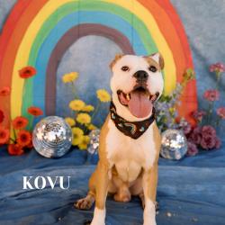 Shelter Stray Male Dog last seen , Philadelphia, PA 19140