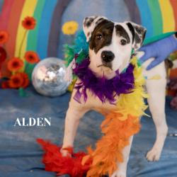Shelter Stray Male Dog last seen , Animal Care & Control Team of Philly, 111 W Hunting Park Ave, Philadelphia, PA 19140, USA