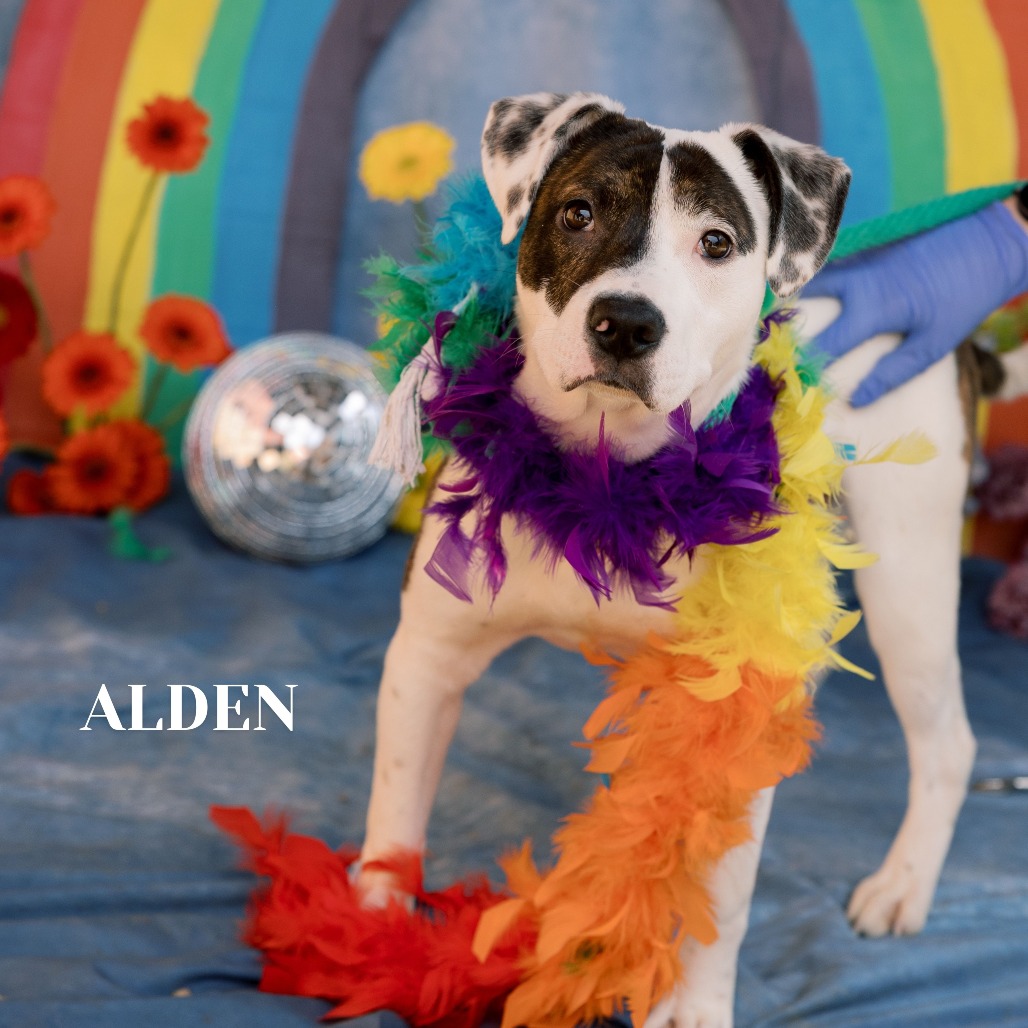Shelter Stray Male Dog last seen , Animal Care & Control Team of Philly, 111 W Hunting Park Ave, Philadelphia, PA 19140, USA
