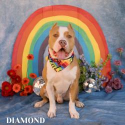Shelter Stray Male Dog last seen , Philadelphia, PA 19140